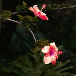 11012025 flor Jamaica